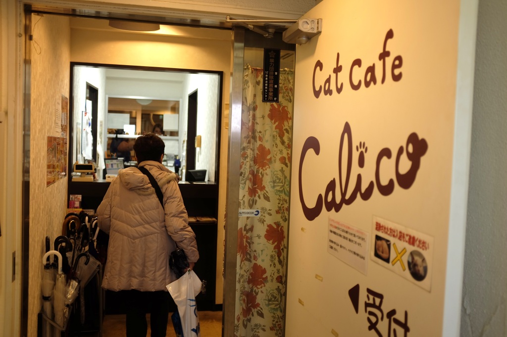 猫カフェきゃりこ (Calico, Cat Cafe), Shinjuku Tokyo